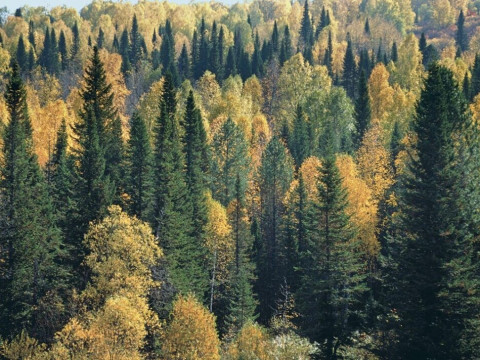 У Бучанський ОТГ підприємець привласнив понад 4 га лісів