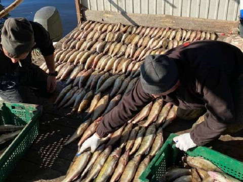 На Вишгородщині рибний браконьєр завдав збитків на 1,6 млн грн
