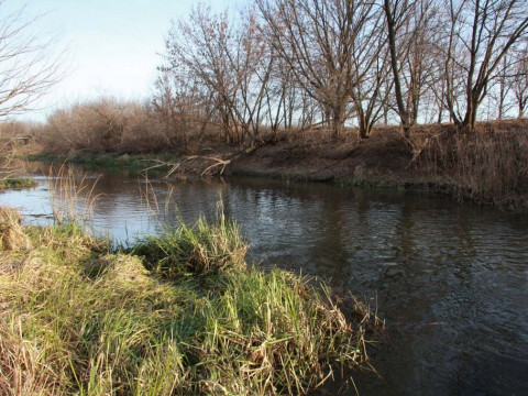 На Макарівщині птахофабрика продовжує забруднювати річку Фоса (ВІДЕО)