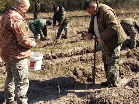 На Переяславщині посадили 30 тис саджанців сосни (ФОТО)