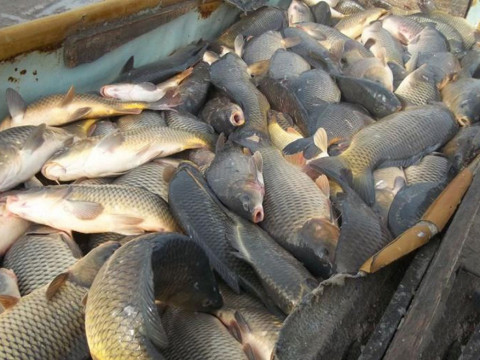 Працівники Київського рибоохоронного патруля за місяць вилучили пів тонни риби у браконьєрів