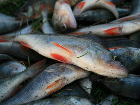 Із початку квітня на Київщині браконьєри наловили риби на понад 68 тис грн