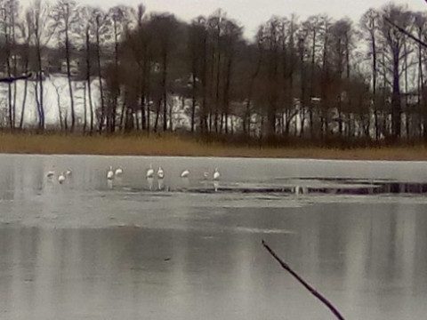 На Київщині рятувальники визволили лебедів із крижаного полону