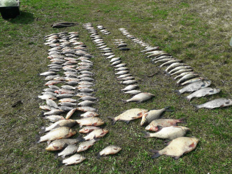 У Київській області браконьєри за місяць зловили майже 500 кг риби 