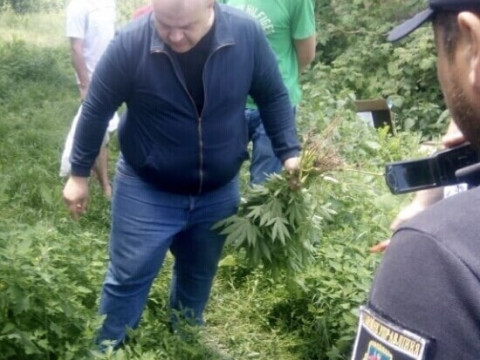 На Білоцерківщині чоловік у себе на подвір’ї вирощував коноплю 