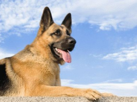 У Переяславі невдовзі з'явиться притулок для собак (ФОТО)