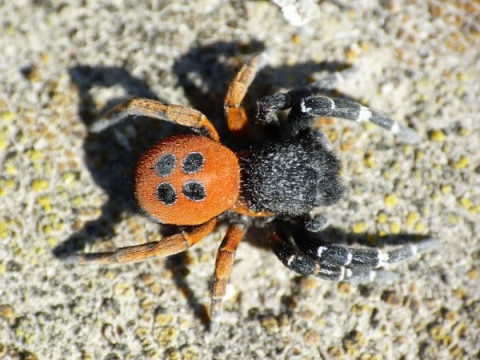 У Конча-Заспі знайшли рідкісного отруйного павука (ВІДЕО)
