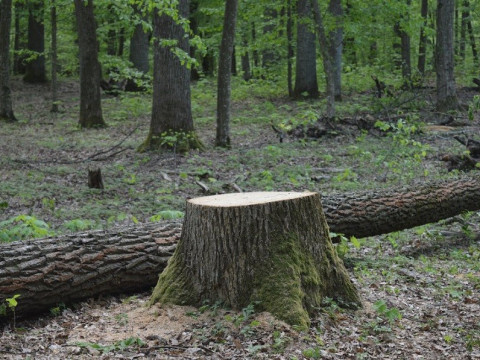 Депутати Обухова хочуть віддати 18 га лісу під забудову (ВІДЕО)