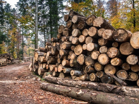 Посадовцю Макарівського лісництва повідомили про підозру за незаконне перевезення лісу