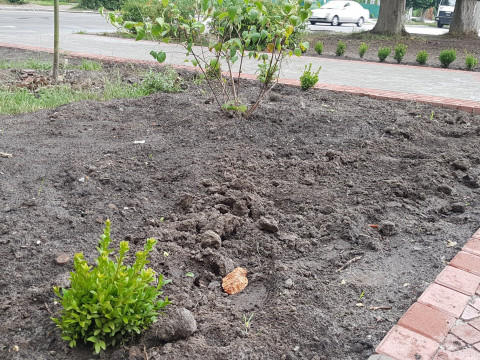  У Фастові невідомі викопали із клумби 26 кущів самшиту (ФОТО) 