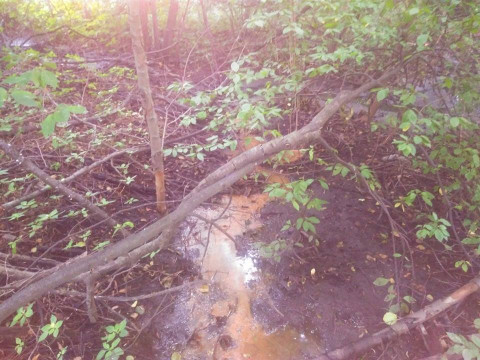 Екологічна катастрофа: в Ірпені знищують озеро Земснаряд (ФОТО)