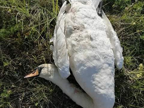 У Фастівському районі браконьєри застрелили двох лебедів (ФОТО)