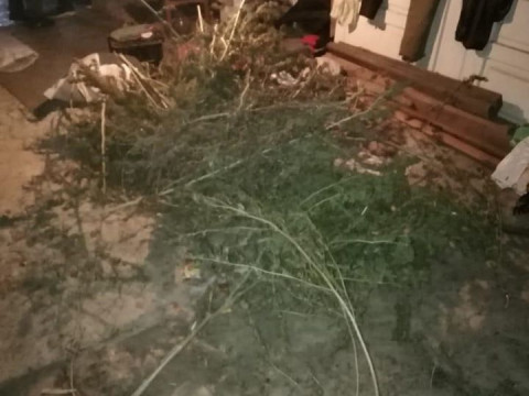 На Васильківщині поліцейські конфіскували майже два кг конопель