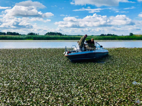 З Червоної книги викреслили водяну рослину, яка негативно впливає на Київське водосховище (ФОТО)