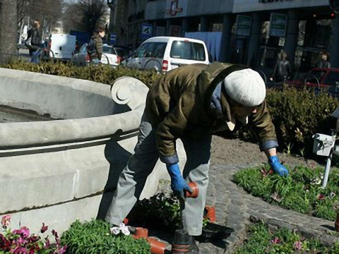 В Ірпені люди крадуть квіти з клумб (ФОТО)