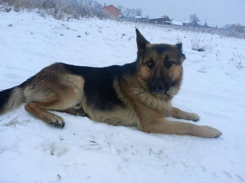 На Вишгородщині знайшлася бабуся, котру шукали три дні