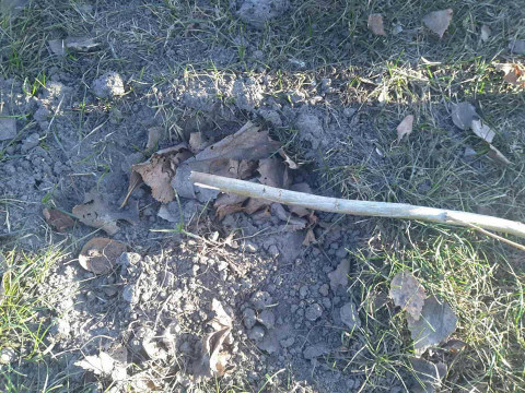 У Ржищеві вандали познущалися над деревами 