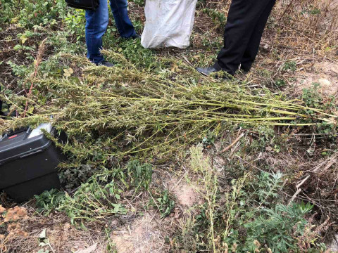 У Яготині чоловік сушив коноплі на горищі