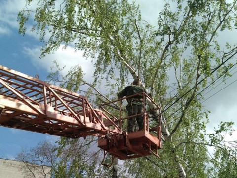 У Борисполі впало дерево та пошкодило електромережі