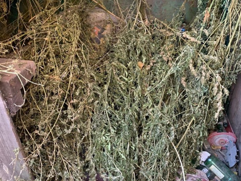 В Обухівському районі в молодика вилучили канабіс (ФОТО)