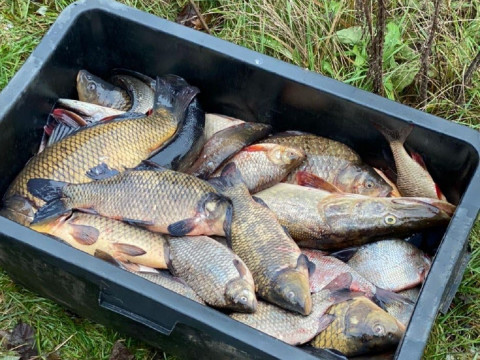В Іванківському районі браконьєр сховав незаконно виловлену рибу в очереті