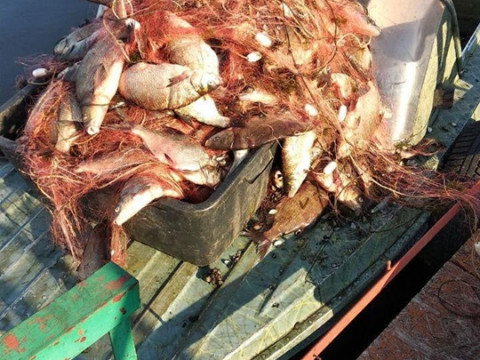 У Київській області за десять днів було спіймано риби на 145 тис грн 