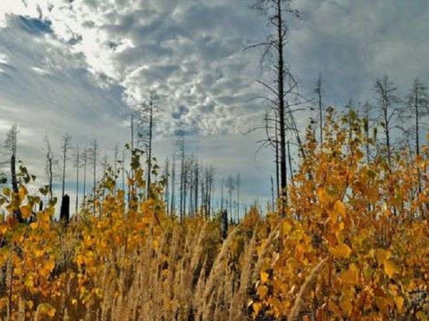 Природа Чорнобиля відновлюється після масових пожеж 2020-го року (ФОТО)