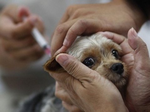 У Броварах проведуть безоплатну вакцинацію домашніх тварин (ФОТО)
