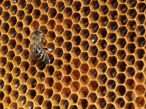 Бджолярів Миронівщини попереджають про обробку полів хімікатами