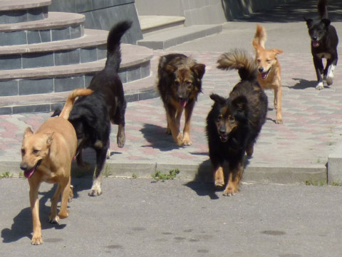Безпритульні собаки або Як сільська рада під Києвом ставить під загрозу безпеку та життя дітей