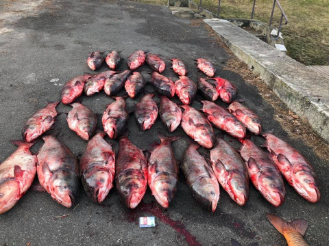В Іванківському районі двоє браконьєрів зловили більше ніж 500 кілограмів риби 