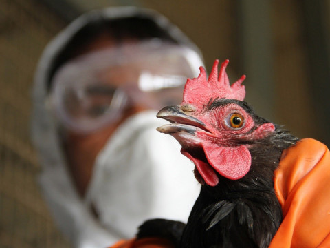 В Іванківському районі виявили пташиний грип