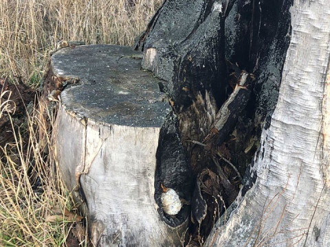 На Бородянщині в стволі обвугленого дерева знайшли гранату 