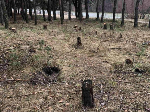Під Вишгородом незаконно вирубували дерева (ФОТО)