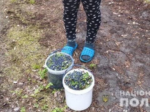 У зоні ЧАЕС жителька Житомирщини збирала ягоди