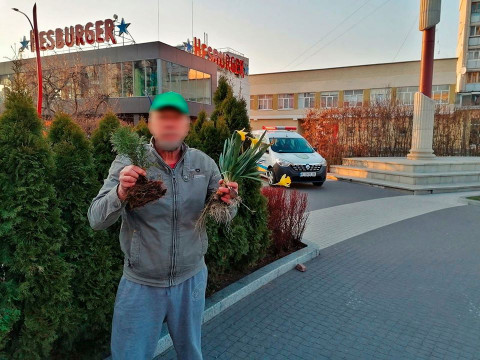 В Ірпені чоловік викопав тую, щоб подарувати її дружині 