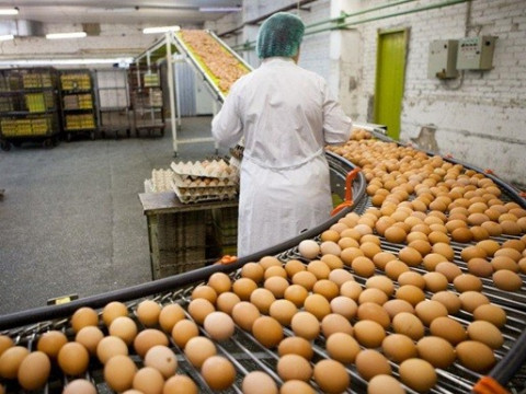 Незаконні яйця: на Київщині АМКУ розпочав справу проти агрохолдингу Бахматюка