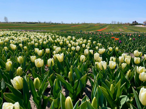 У парку на Макарівщині одночасно зацвітуть понад мільйон тюльпанів