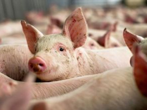 На Білоцерківщині чоловік два місяці крав свиней