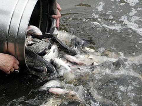 На Білоцерківщині у річки випустили понад 7,5 тонн риби (ВІДЕО)