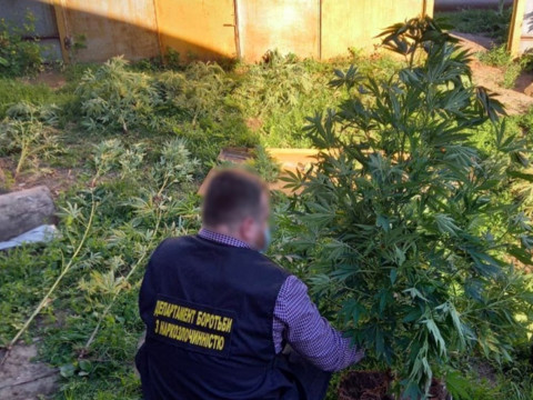 На Броварщині поліцейські викрили двох наркоаграріїв