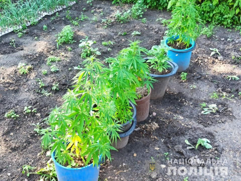 У Броварському районі чоловік у власному дворі вирощував коноплю (ФОТО)