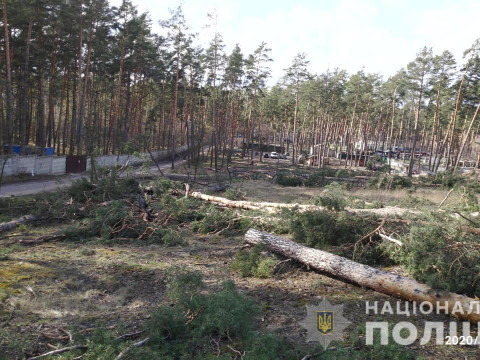 В Ірпені невідомі особи зрубали 60 сосен (ФОТО)