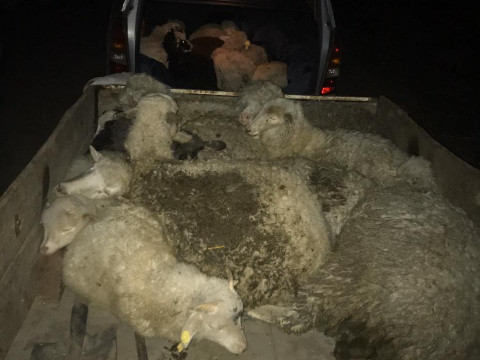  У Макарівському районі зловмисники викрали 20 овець, щоб тримати в себе на подвір’ї 