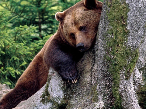 У Чорнобилі зафіксували унікальні кадри з бурим ведмедем (ВІДЕО)