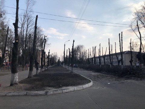 У Гостомелі порятунок дерев від шкідників може призвести до їх загибелі (ФОТО)