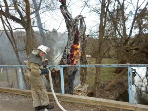 У Ржищеві пожежники врятували дерево 