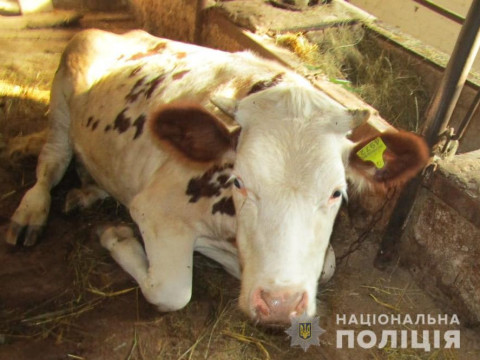 У Броварах чоловік напав на фермера, щоб вкрасти корову 