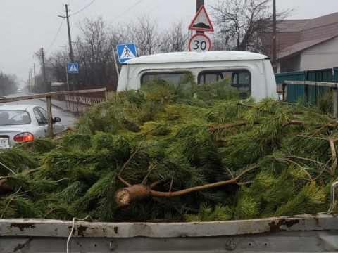 У Київській області продавці хвойних дерев реалізують товар без дозвільних документів 