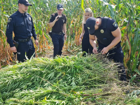 В Узині поліцейські виявили незаконні посіви конопель (ФОТО)